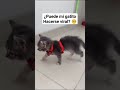 El gato más tierno de todos 🥺