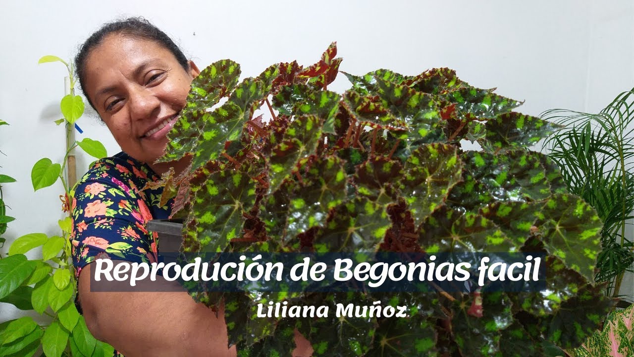 REPRODUCIÓN de BEGONIAS FACIL y RAPIDO / Liliana Muñoz