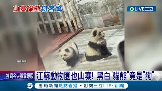 江蘇動物園也山寨! 黑白'貓熊'竟是'狗' 白鬆獅犬染色扮熊貓! '熊貓犬'遊客笑炸│記者 林羿含│【國際大現場】20240504│三立新聞台