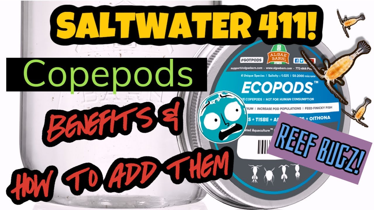 Benefits of Copepods In Reef Tank How To Add Copepods in The CADE 900