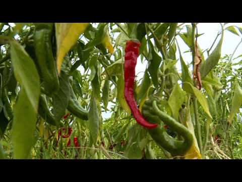 Vidéo: Goberge Au Piment Doux