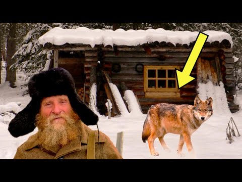 Волки окружили дом