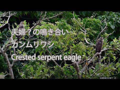 【夫婦？の鳴き合い】カンムリワシ Crested serpent eagle