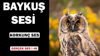 Gerçek Baykuş Sesleri | Yüksek Kalite | Korkunç Baykuş Sesi Deneyimi! | 4K Resimi