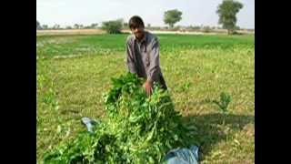 Pakistani Farmers