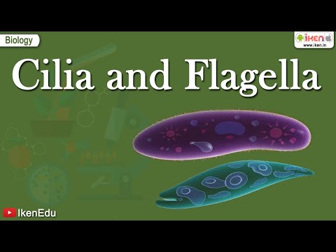 Cilia and Flagella | Class 11 Biology | Structural Organization of the Cell | iKen