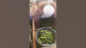 Harvest cucumbers strange #short #shorts