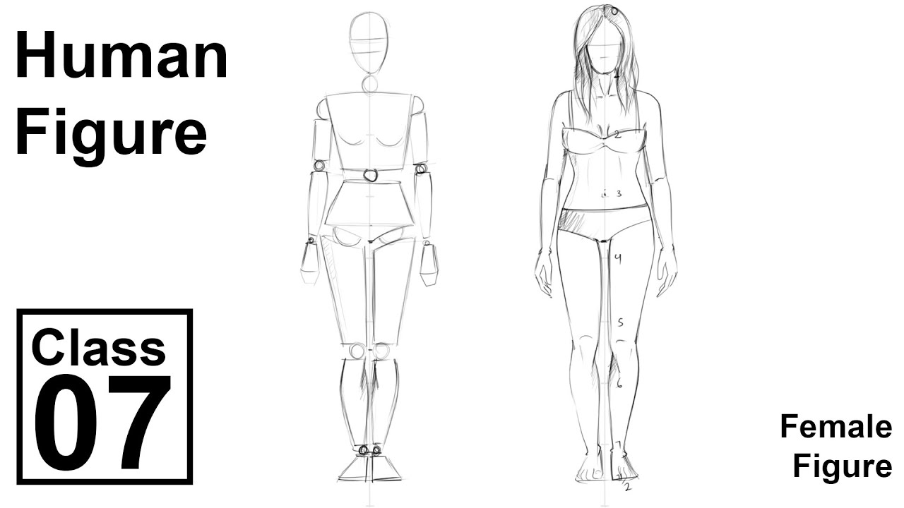 Figure Drawing Basics  The Female Figure  Kyle Petchock  Skillshare