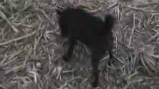 patterdale terrier ratting