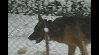 Download Lagu Nolt Ultra Star VA1 Vegas du Haut Mansard\u0026VA1 Mentos vom Osterberger Land line MP3