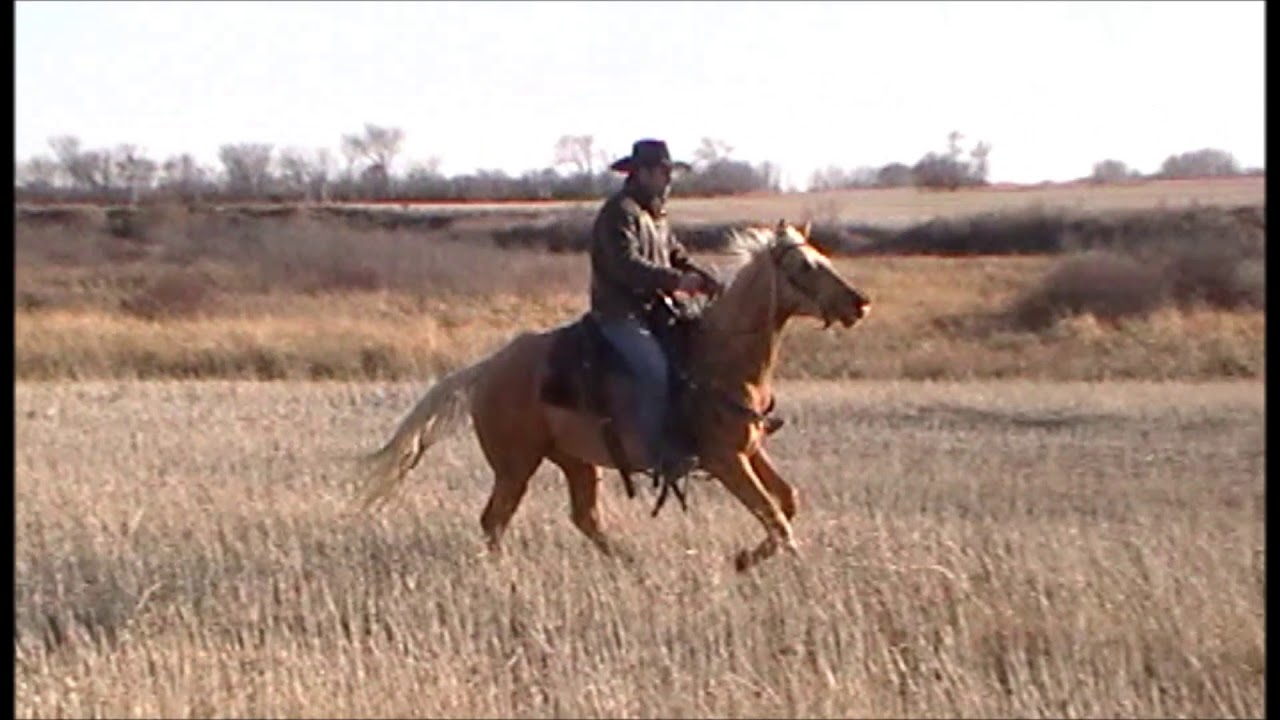 Hagan Ranch Horses 2018 Lot 6 Hagans Jet Fling aka Lynx YouTube