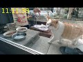 【ねこにう】大福バイセーン(^^♪　手を振るモーフィ君