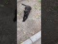 ببین ناخن هامو گرفتم چقدر مرتب شدم خنده Animals Nature Shorts Music Funny حیوانات طبیعت ببین ناخن هامو گرفتم چقدر مرتب شدم خنده Animals Nature Shorts Music Funny حیوانات طبیعت