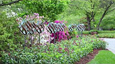 In the Garden with Dave Forehand: Keeping Roses Fresh