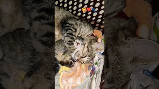 Kidnapped 😺❤️🐾#catlovers #cute #viralshort #funnycat #ytshorts #catbehavior #catfamily #growwithcats