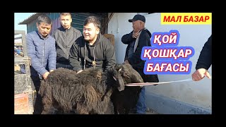 ҚОЗЫ ҚОЙ ҚОШҚАР БАҒАСЫ | АБАЙ МАЛ БАЗАРЫ 31.03.2024 | Мал базар 2024