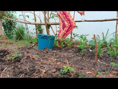 February 23 bungkal ng lupa para taniman ng kamote #plantita#gardening #indairoselyn February 23 bungkal ng lupa para taniman ng kamote #plantita#gardening #indairoselyn