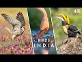 The extraordinary birds of india  let there be flight  planet earth ii  hans zimmer tribute