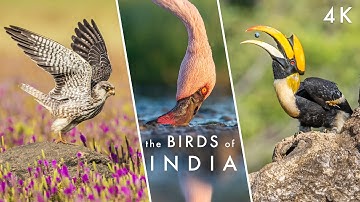 The Extraordinary BIRDS OF INDIA - Let There Be FLIGHT | Planet Earth II & Hans Zimmer Tribute