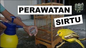 Cara Saya Merawat Burung Sirtu agar Rajin Bunyi dan Gacor Sangat Sederhana Pemirsa !