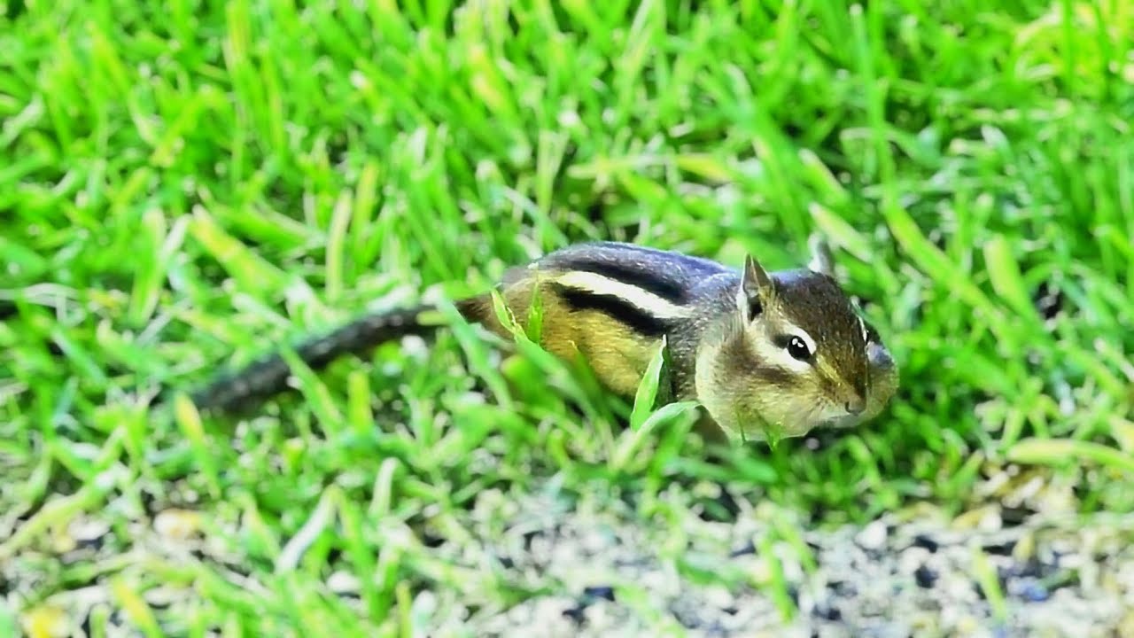 Chipmunk Cheeks (filled with food) - YouTube