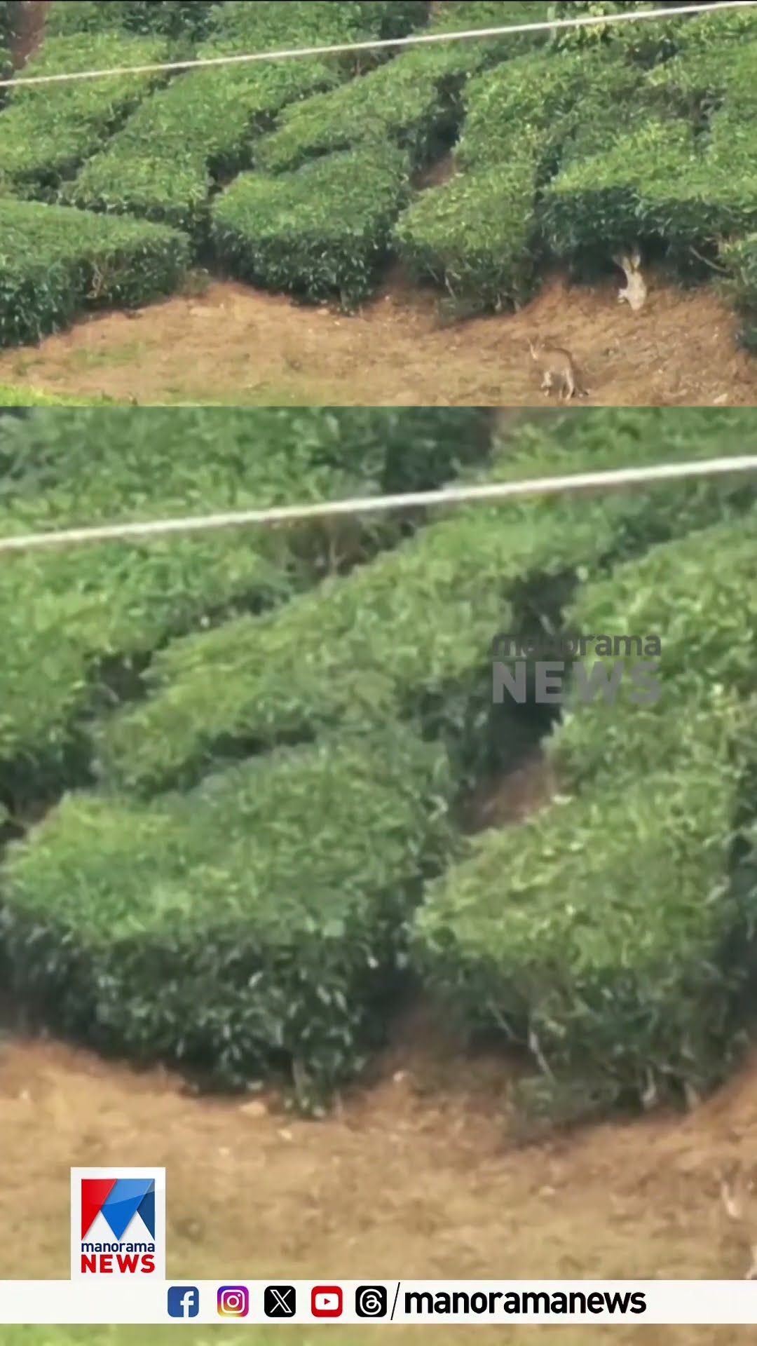 തേയില തോട്ടത്തിൽ വഴികളിലൂടെ നടന്ന് പോകുന്ന പുള്ളിപുലി; സംഭവം പാലക്കാട് നെല്ലിയാമ്പതിയില്‍ ​