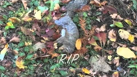 Michael Ortiz Squirrel Observation Video