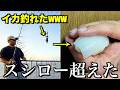 寿司大好きな友達に釣った魚だけで作った寿司プレゼントしたら口の中とんでもないことになった