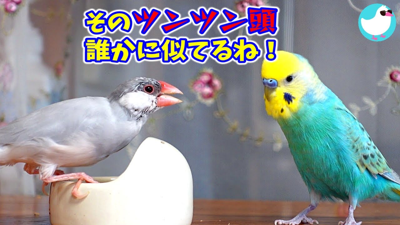 換羽で すんごいツンツン頭の文鳥が何かに似てる！？ - YouTube