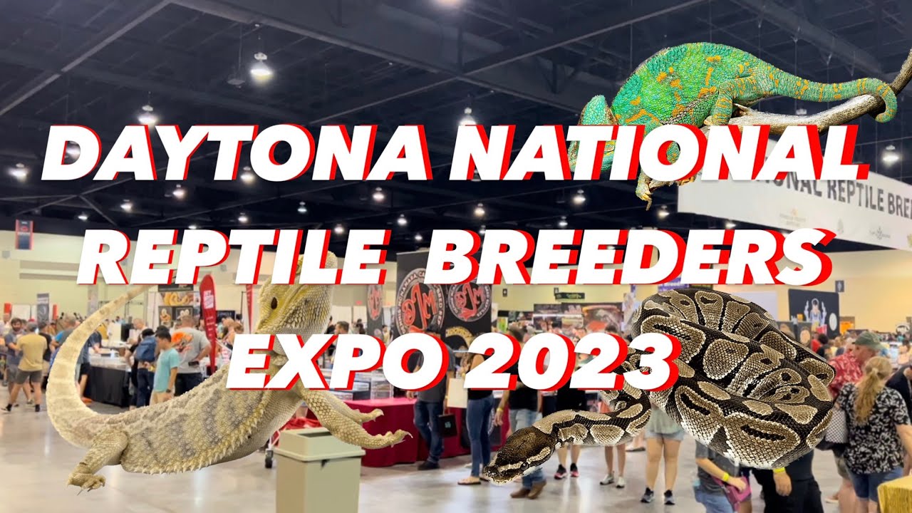 DAYTONA NATIONAL REPTILE BREEDERS EXPO 2023! YouTube