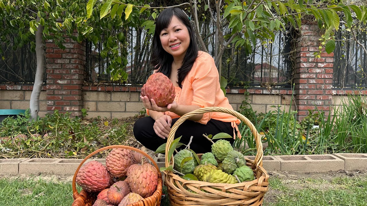 Bội Thu Mãng Cầu Do Thái Đỏ, MC Mãng Cầu Do Thái Xanh, MC Úc Cuối Mùa.  Harvesting Atemoya In April.