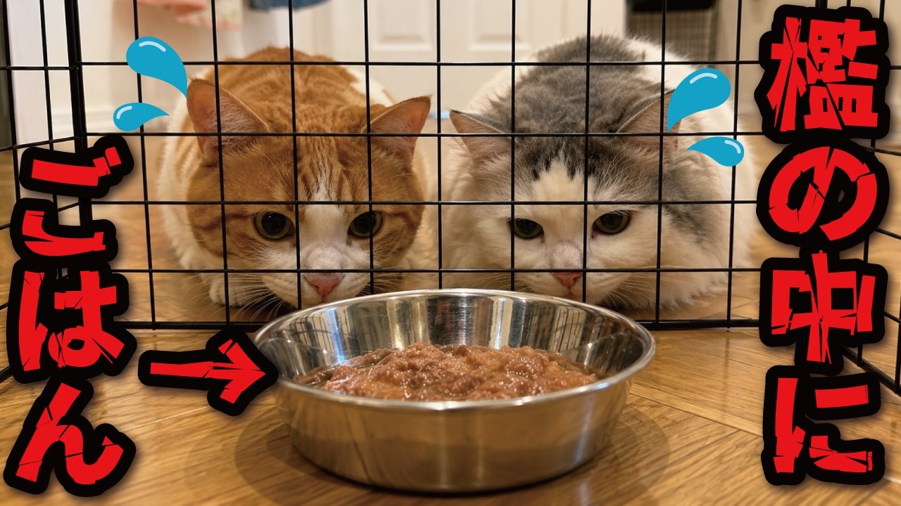 檻の中にごはんが閉じ込められてた時の猫たちの反応がおもしろすぎたwww