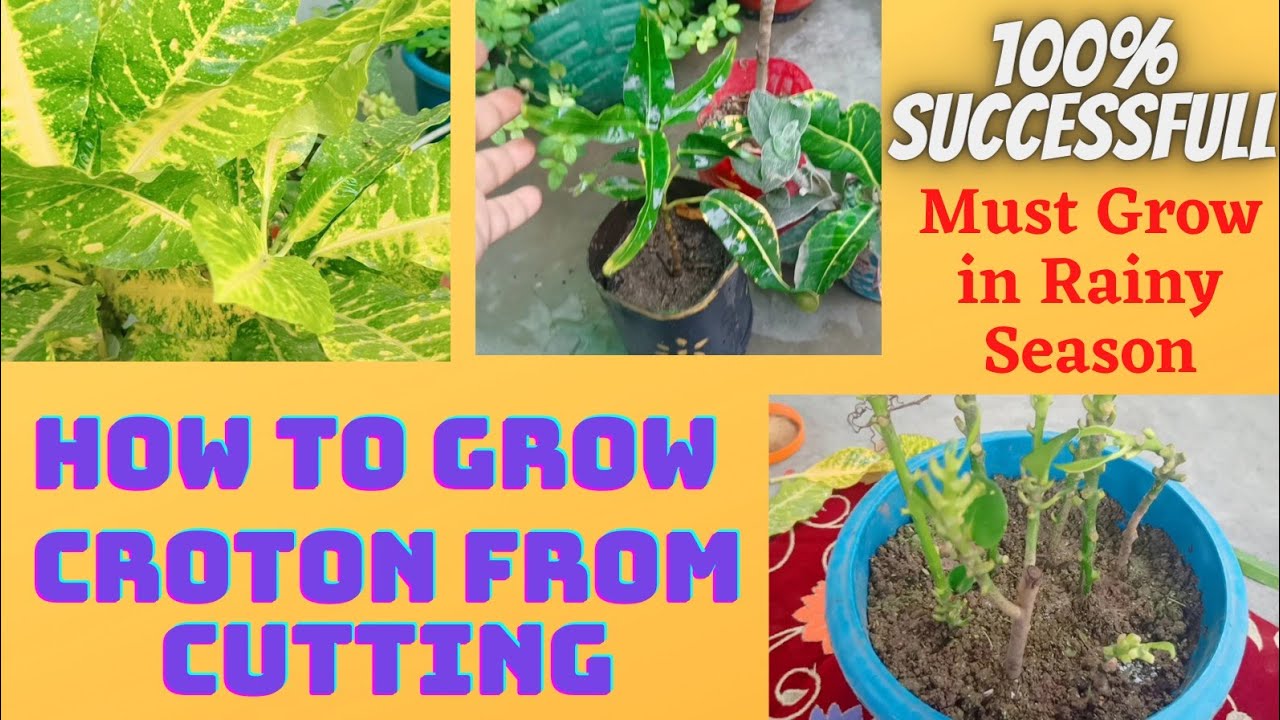 How to grow Croton by cuttings ।। क्रोटोन को कटिंग से कैसे उगाए ।। Grow