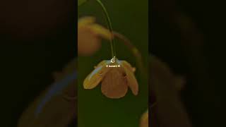 Enam Sûresi 54. Ayet Âmsûresi