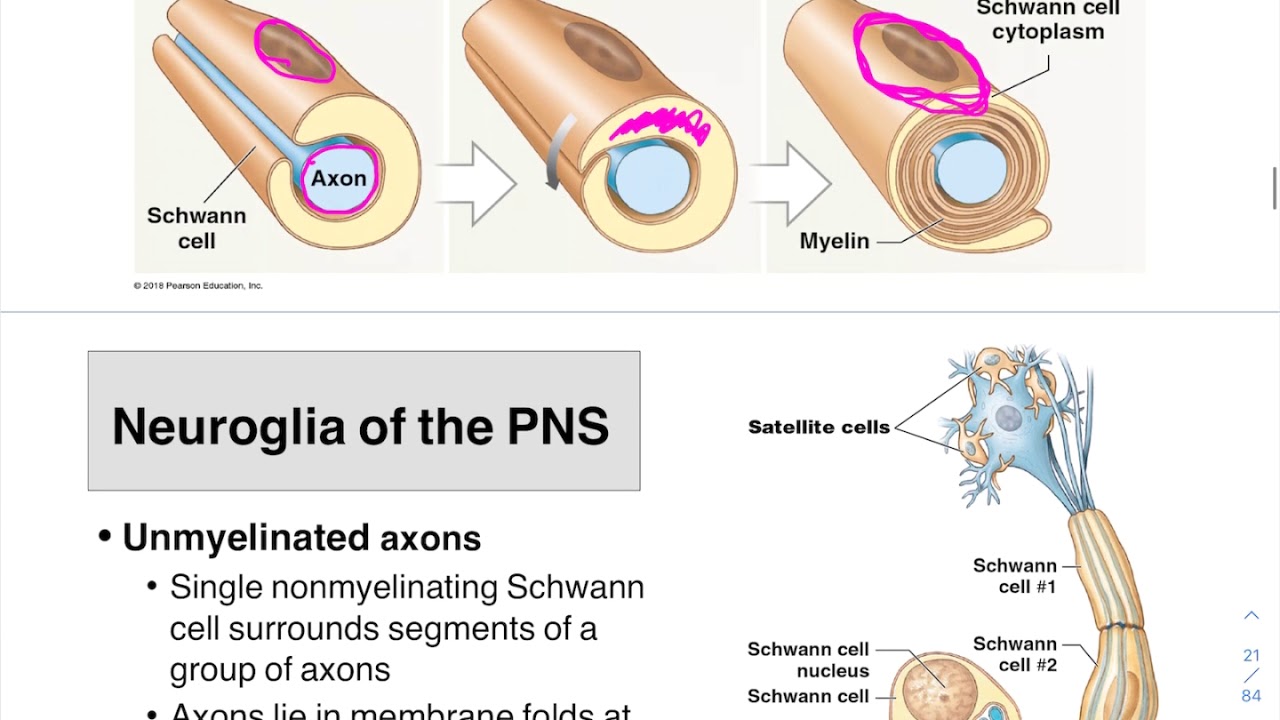 How Is Myelin Formed In The Pns And Cns Quizlet?