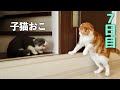 先住猫と子猫が大喧嘩!!でも何か様子が違う…[7日目]