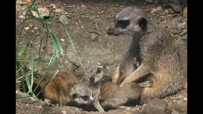 Tanga porno Tranniyalarning ogziga singdirish