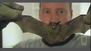 Gates Wildlife Control.wmv