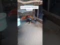 ayam bangkok selatan ditinggal ke jakarta malah sakit
