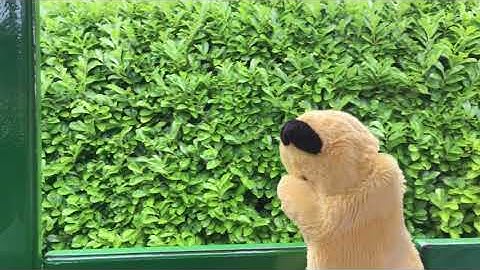 Sooty & Sweep, Scared of Cats