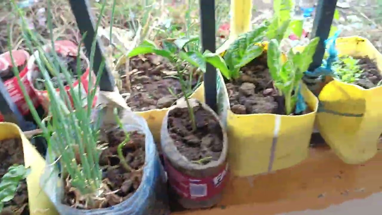 NO LAND? How I Started a Balcony Garden 🍀