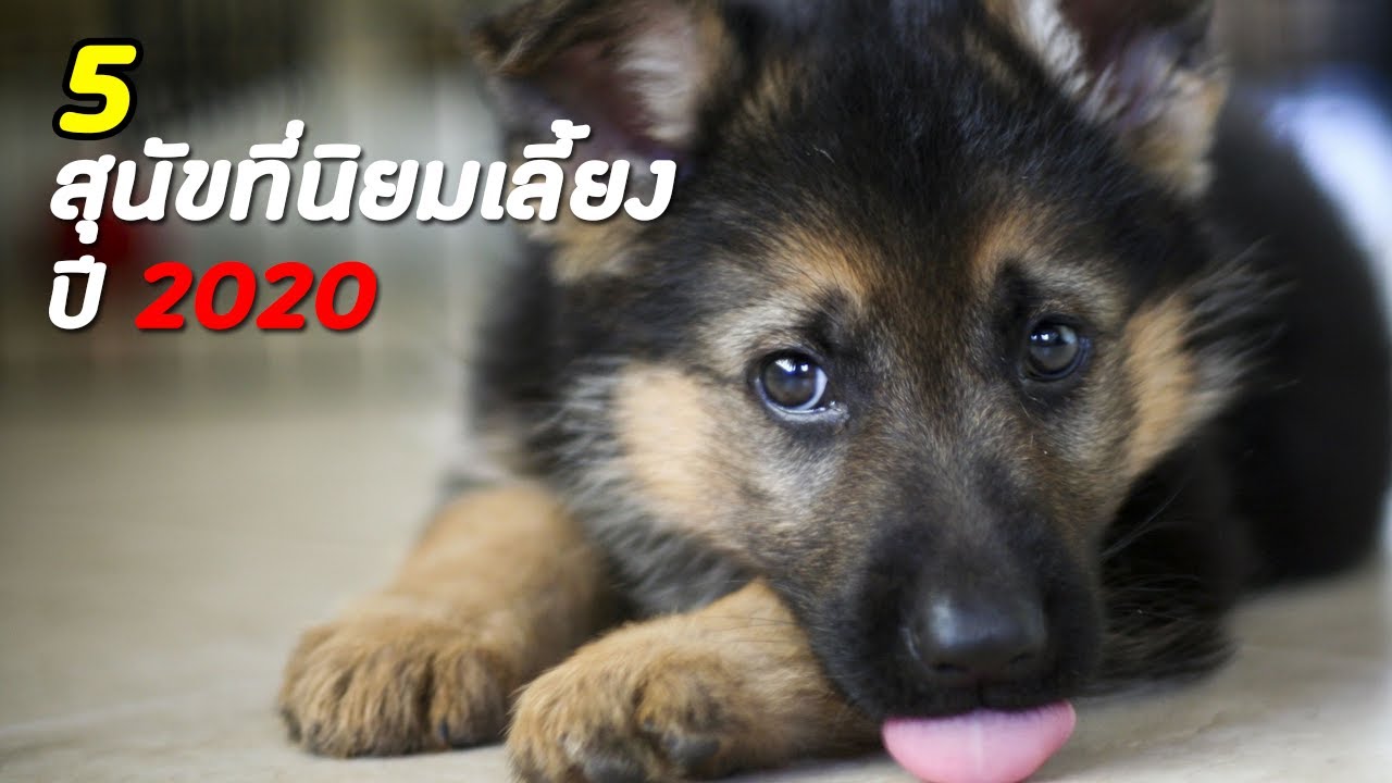 5 สายพันธุ์ สุนัขที่นิยมเลี้ยงปี 2020 - Youtube