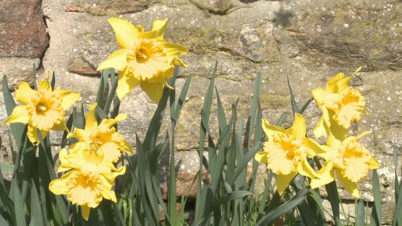 Daffodils YouTube