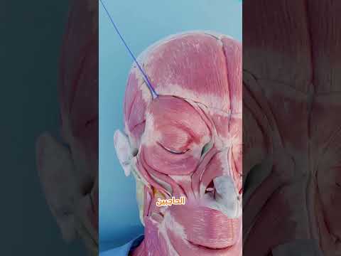 رفع الحواجب بدون جراحة جمال معلومات صحية حقائق