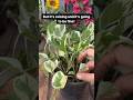 How to get a fuller looking pothos/ money plant. #plants #pothos #moneyplant #njoypothos #garden