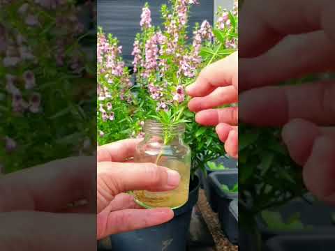 Video: Angelonia Flowers – Tipy na pestovanie Angelonia Summer Snapdragons