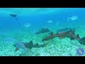 Caye caulker snorkeling tourbird eye view belizehicaco tours