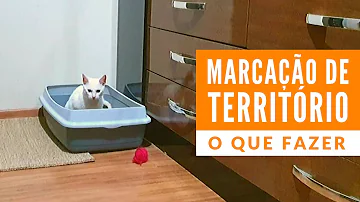 O que fazer para o gato parar de marcar território?