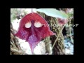京都府立植物園 の動画、YouTube動画。