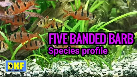 Five Banded Barb species profile
